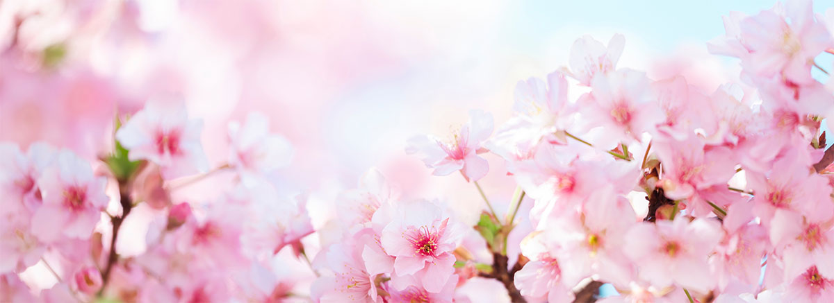 櫻井式典の会社概要